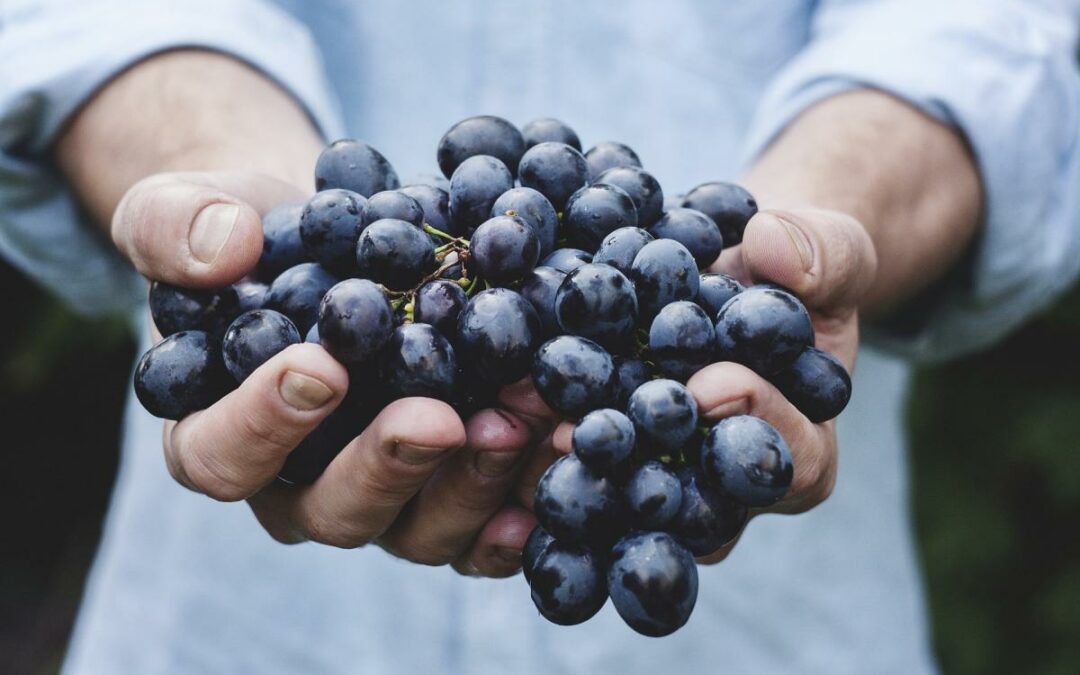 L’Umbria, piccole vigne e grandi vini