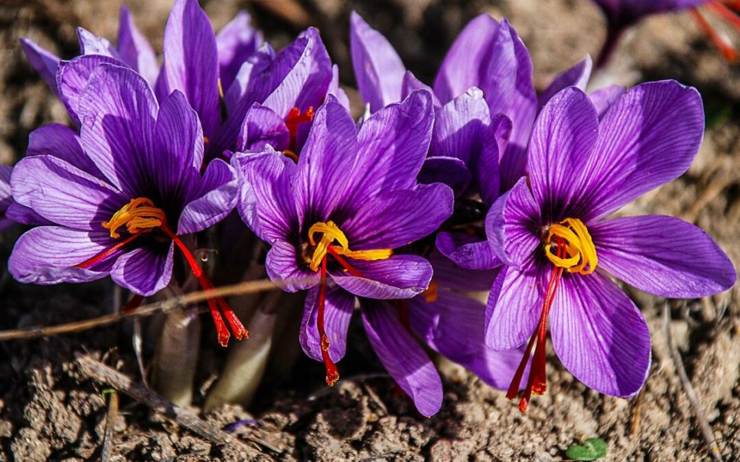 The saffron of Città della Pieve