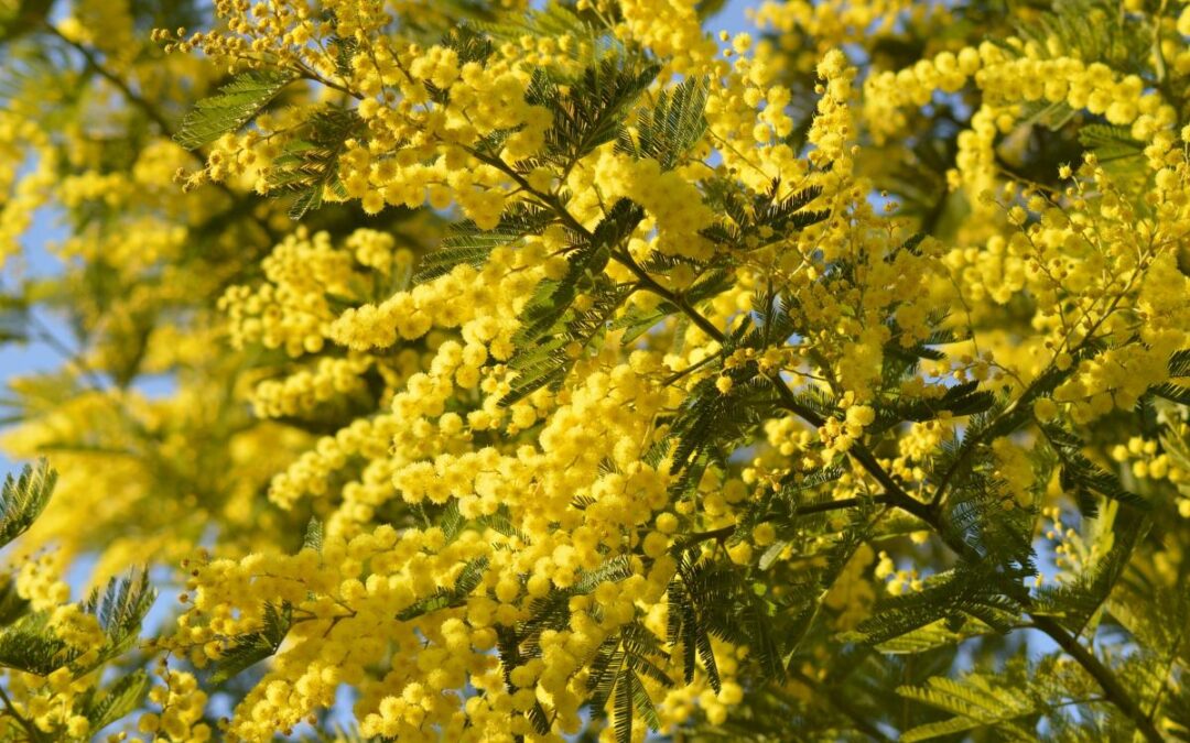 8 Marzo, Festa Internazionale della Donna